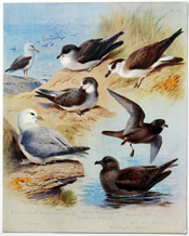 British Birds by Archibald Thorburn (1918)